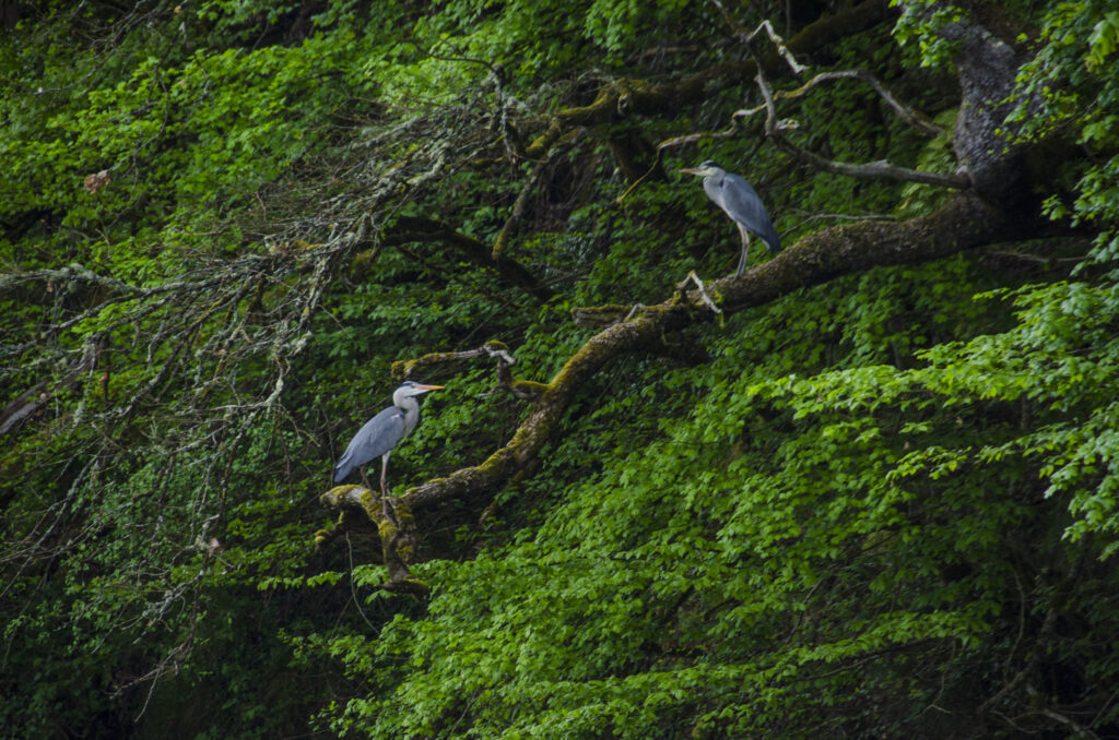 Gabares Norbert Promenade Bateau Dordogne Perigord Roque Gageac heron